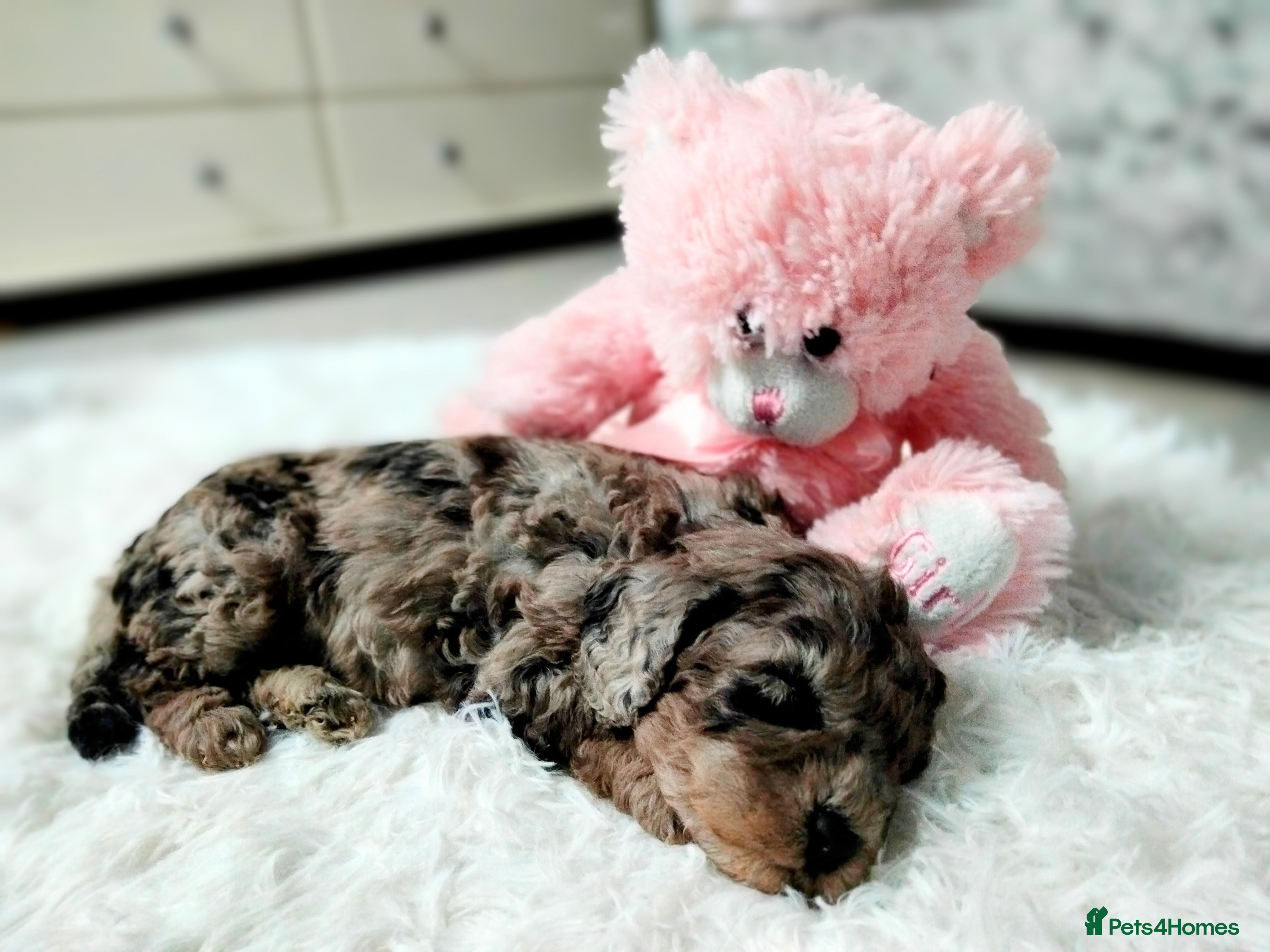 Cavapoo dogs Stunning F2B Cavapoo's Health Tested - Advert 13