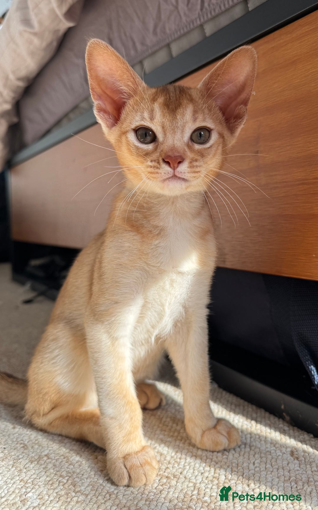 Abyssinian cats for sale: Fawn Abyssinian Kitten 🌟 in Hove - Image 6