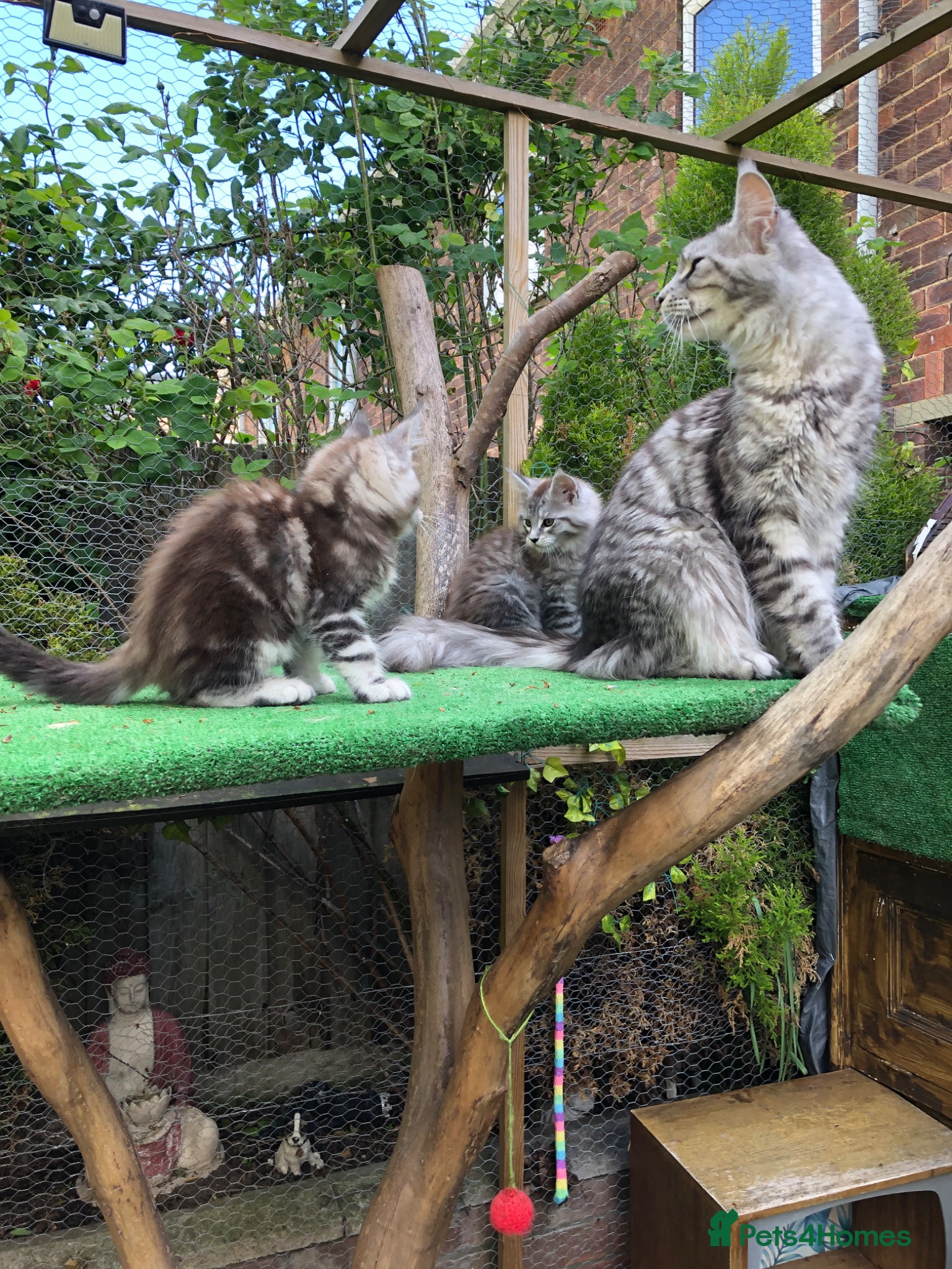Maine Coon cats Mainecoon kittens 10 weeks old ready to leave - Advert 2