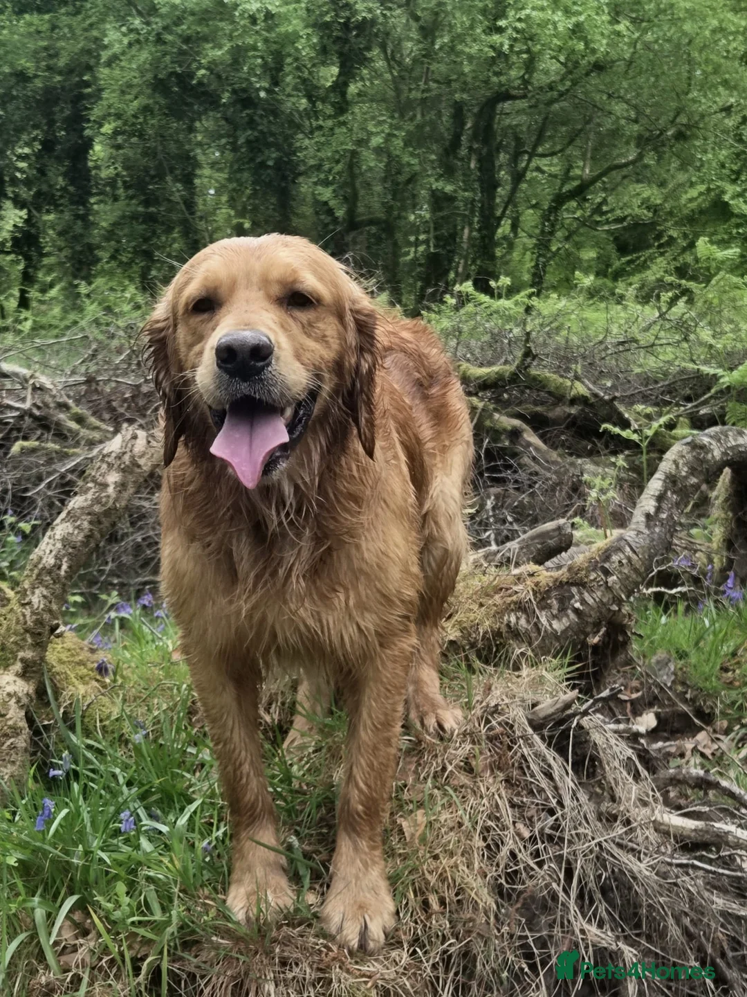 Golden Retriever dogs for sale: Puppies due soon. KC reg family reared  - Advert 6