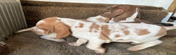 Bracco Italiano dogs for sale: Bracco pups  - Advert 8