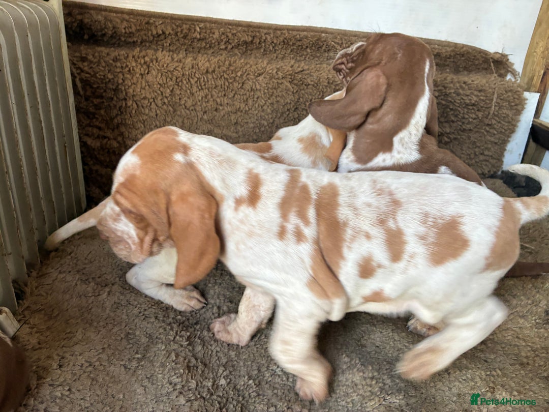 Bracco Italiano dogs for sale: Bracco pups  - Advert 8