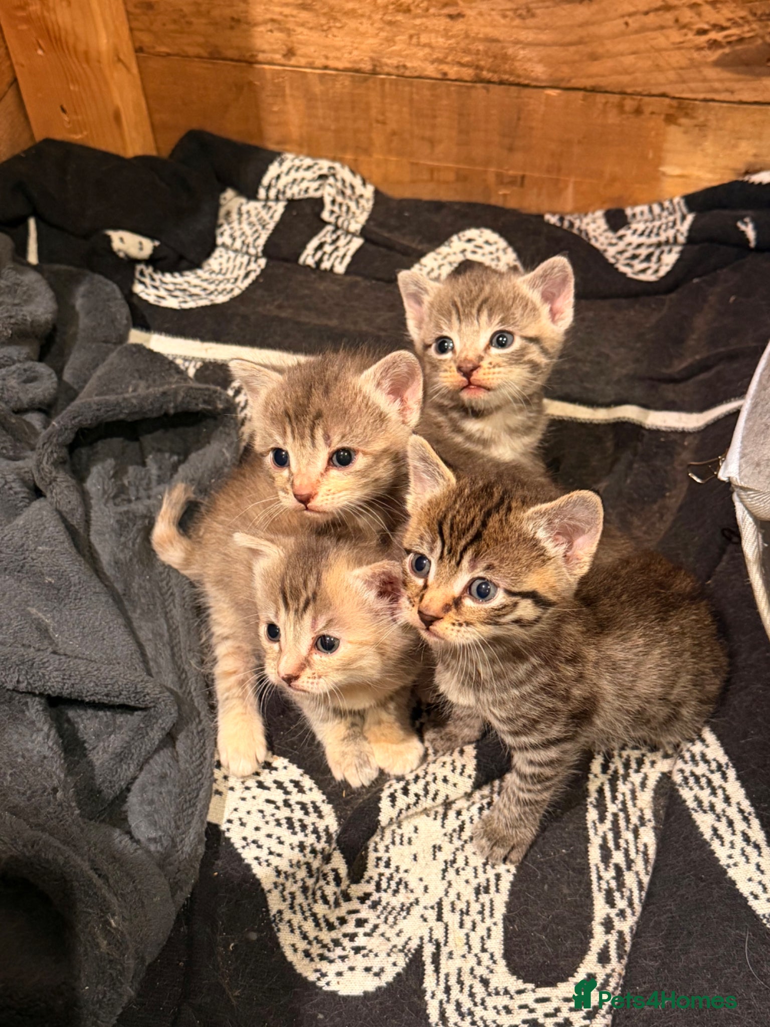 Mixed Breed cats Russian Blue Mix Kittens  - Advert 11
