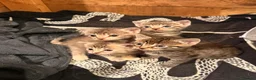 Mixed Breed cats for sale: Russian Blue Mix Kittens  - Advert 1