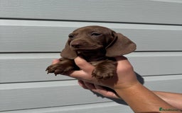 Miniature Dachshund dogs for sale: Miniature Dachsund Puppies (licensed breeder) - Image 8