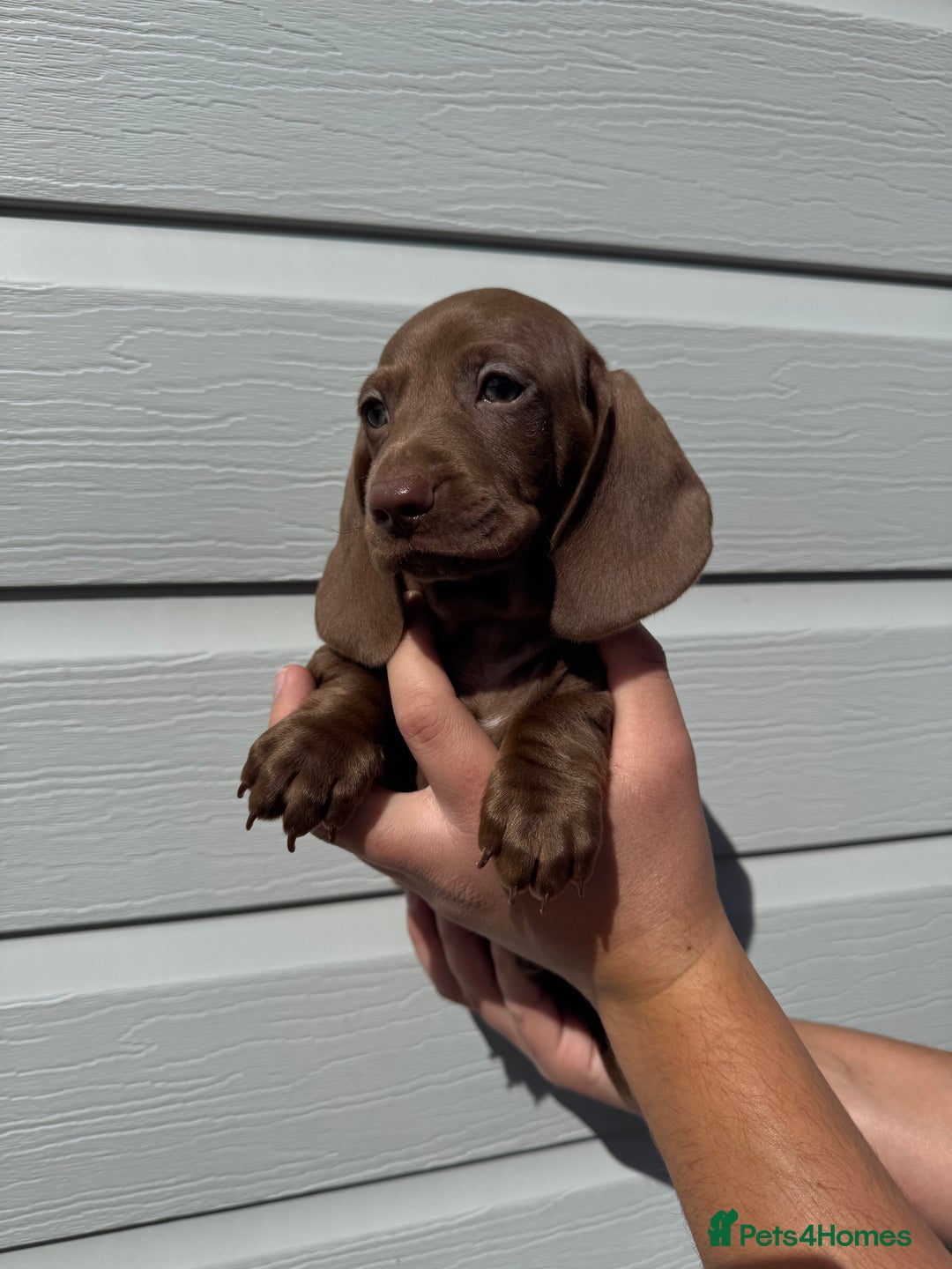 Miniature Dachshund dogs for sale: Miniature Dachsund Puppies (licensed breeder) - Image 8