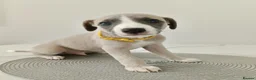 Whippet dogs for sale: Stunning KC Whippet Puppies  in Richmond - Advert 6