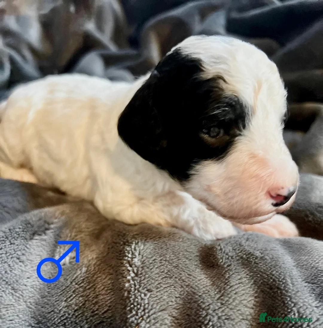 Cockapoo dogs for sale: premium Cockapoo Fb2 Puppies  - Advert 2
