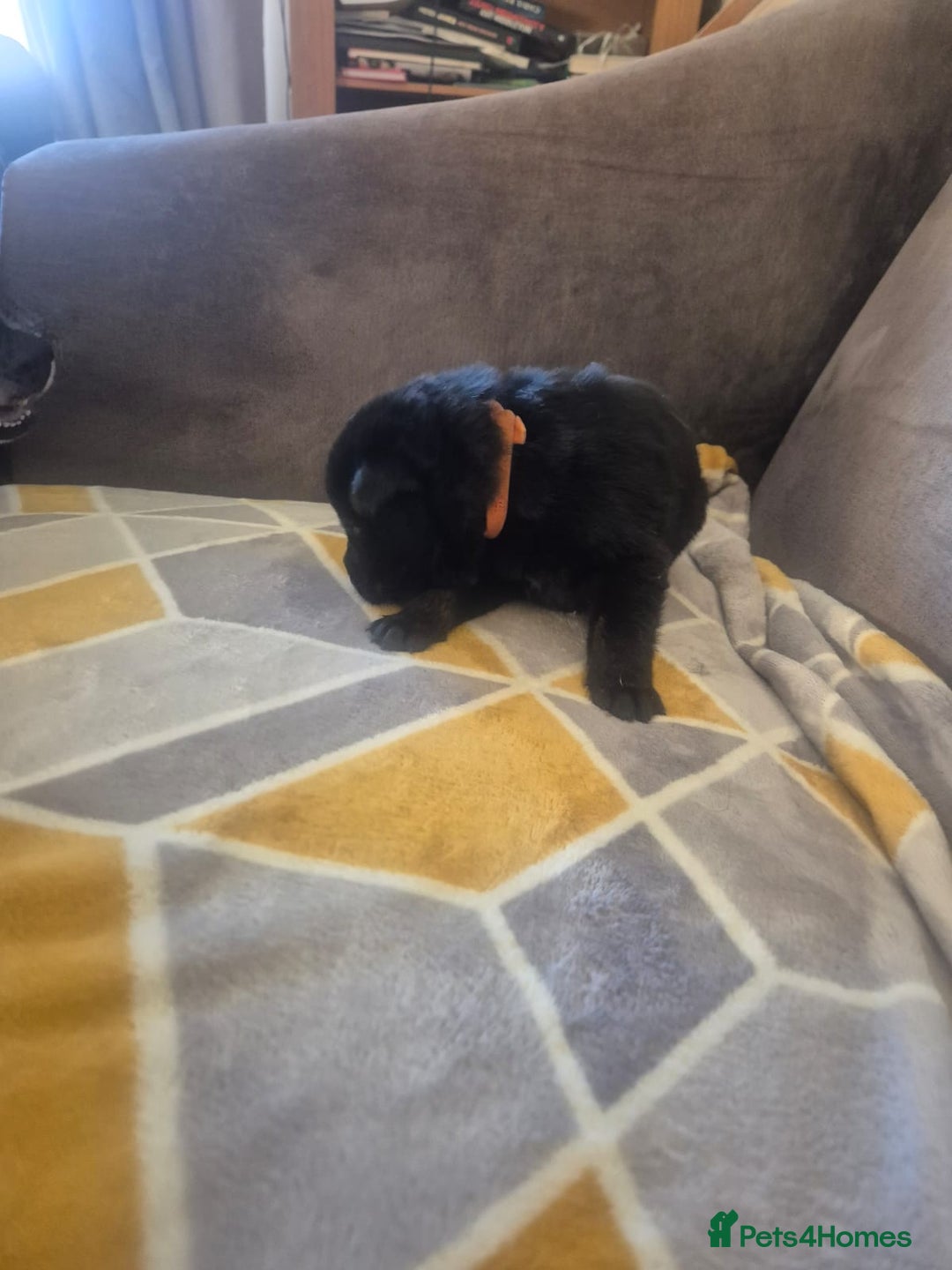 Mixed Breed dogs for sale: Stunning litter of puppies!! - Advert 15