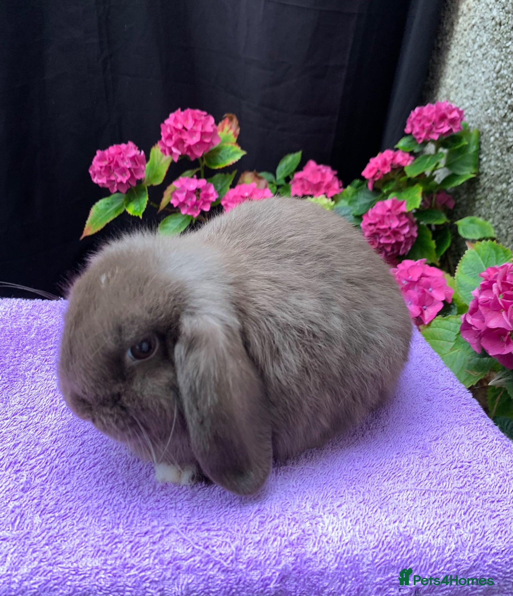 Mini Lop rabbits Baby Mini lop boy ready now - Advert 7
