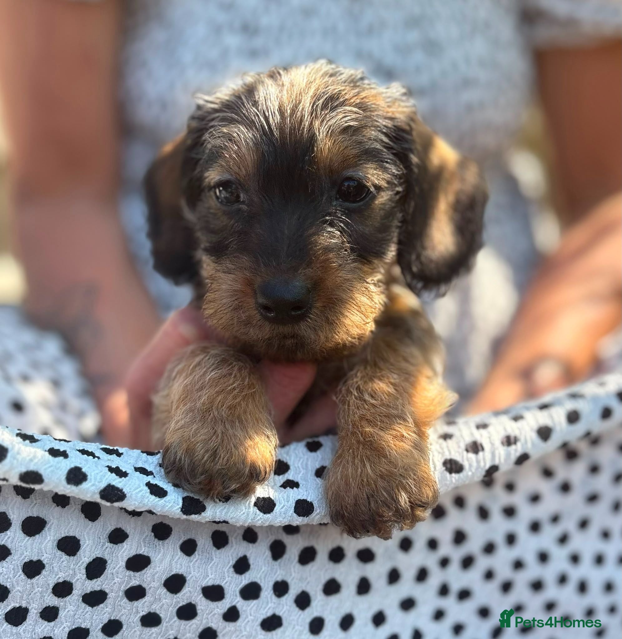 Miniature Dachshund dogs READY Beautiful miniature wire haired dachshund  - Advert 4