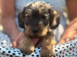 Miniature Dachshund dogs READY Beautiful miniature wire haired dachshund - Advert 4