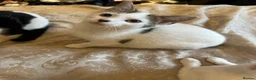 Domestic Shorthair cats for sale: Beautiful kittens 💖 - Advert 14