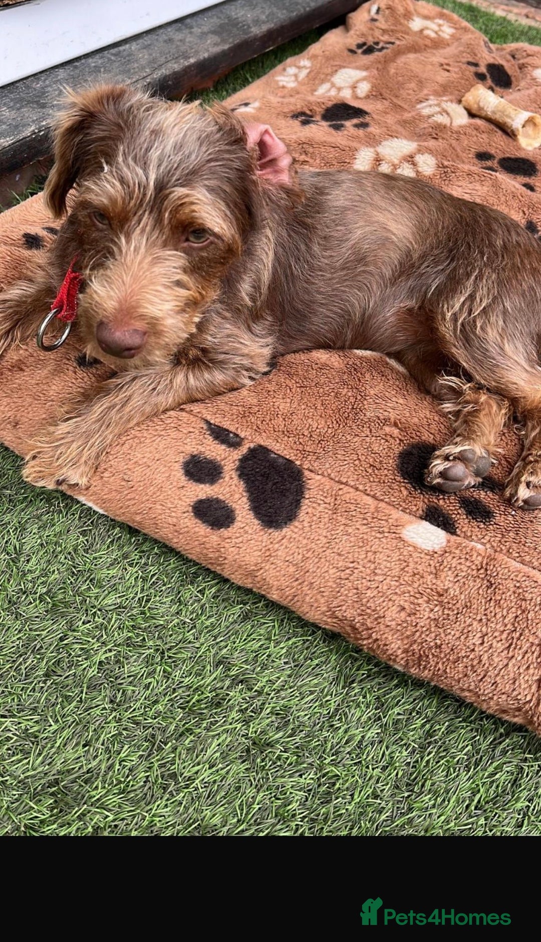 Jack Russell dogs for sale: Jack Russel puppies - Advert 2