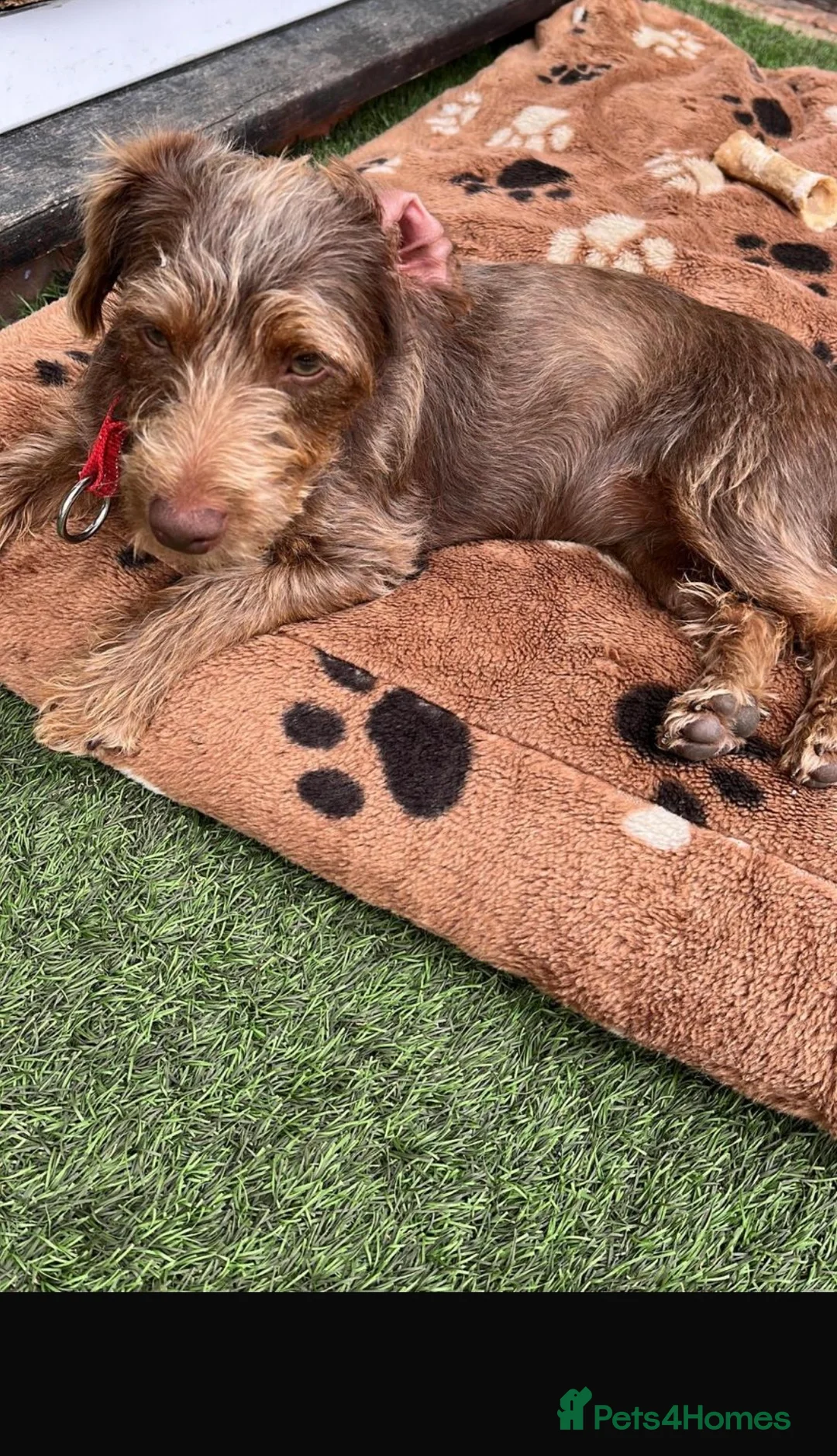 Jack Russell dogs for sale: ❌ sold ❌Jack Russel puppies - Advert 2