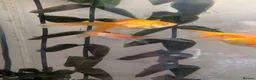 Fancy Goldfish fish for sale: 4 Fancy Goldfish for sale - Advert 9