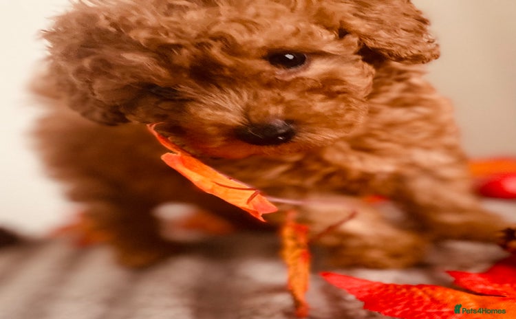 Maltipoo dogs 🐾 🌟 Maltipoo Puppies⭐️ READY NOW   - Advert 13