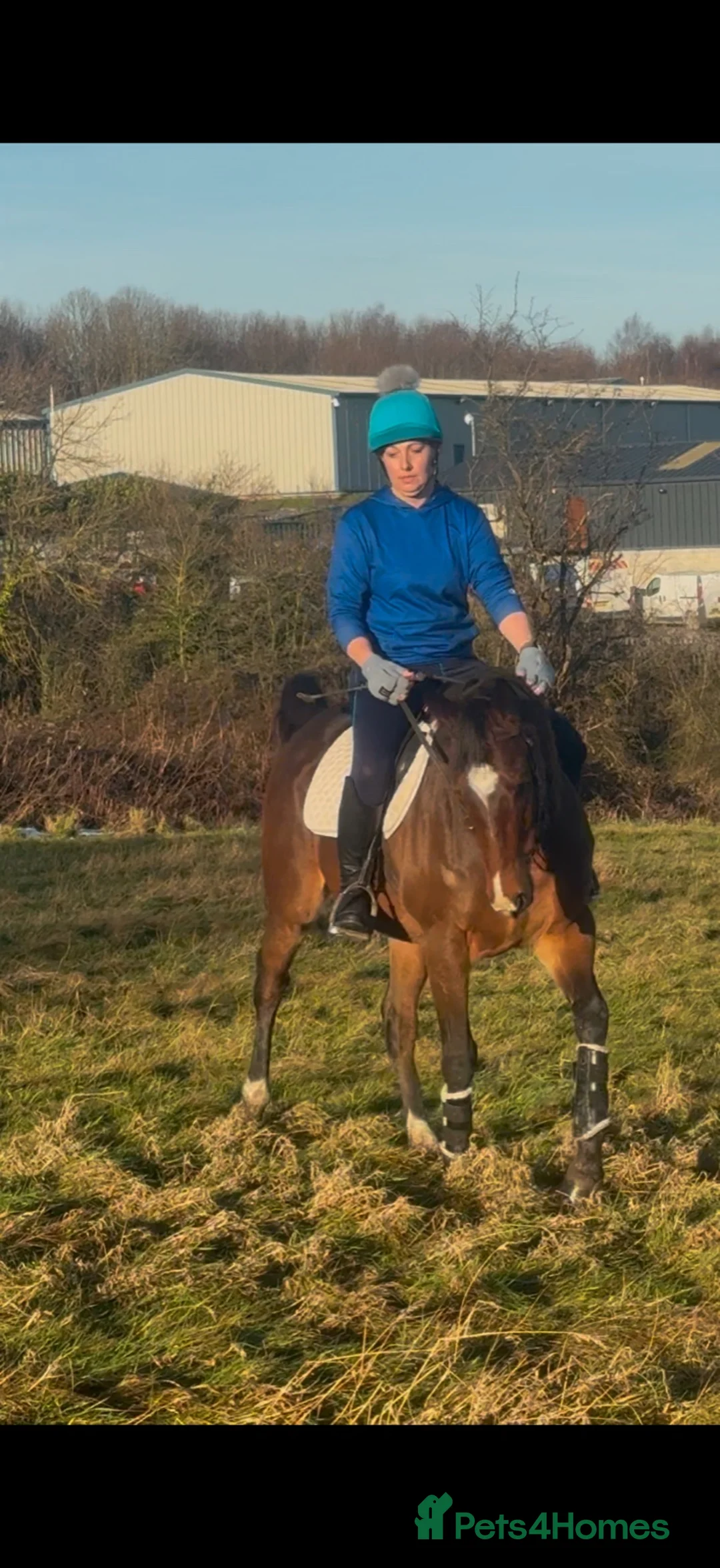 English Thoroughbred horses for sale: 15.2hh bay mare, rising 4 - Advert 3