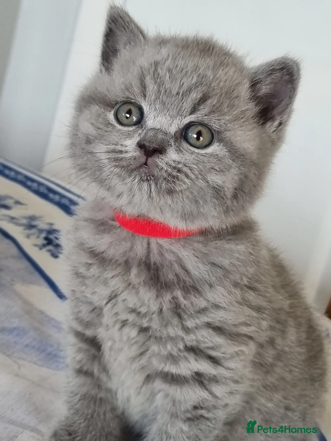 British Shorthair cats for sale: British Shorthair boys and girls  - Advert 1