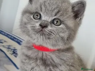 British Shorthair cats British Shorthair boys and girls - Advert 14