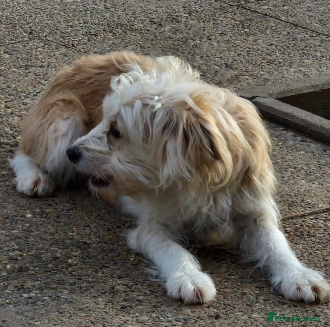 Mixed Breed dogs for adoption: 🌼 Meet Chrissy 🌼 A gentle soul for a Loving Home - Advert 2