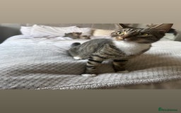 Domestic Shorthair cats for sale: 🐾 Beautiful Kittens Looking for Loving Homes 🐾 - Image 5