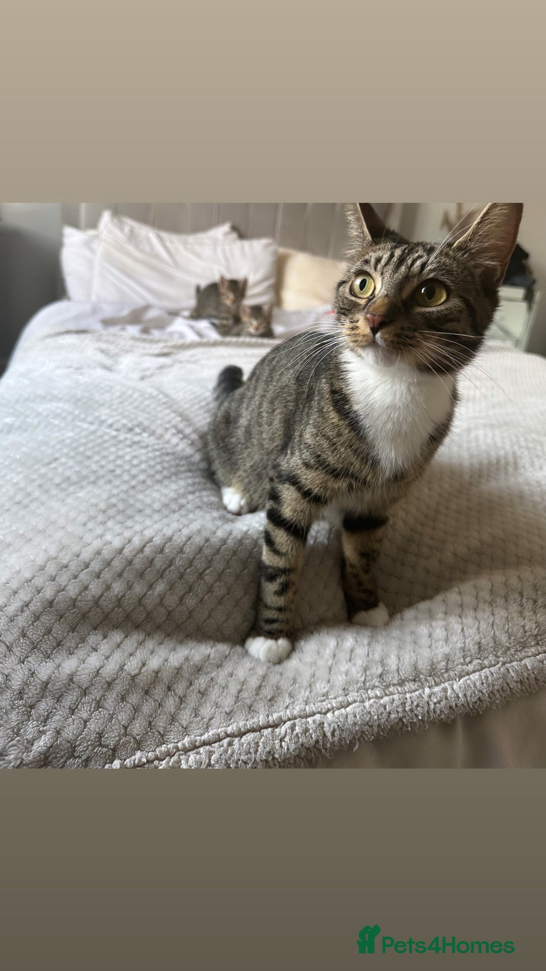Domestic Shorthair cats for sale: 🐾 Beautiful Kittens Looking for Loving Homes 🐾 - Image 5