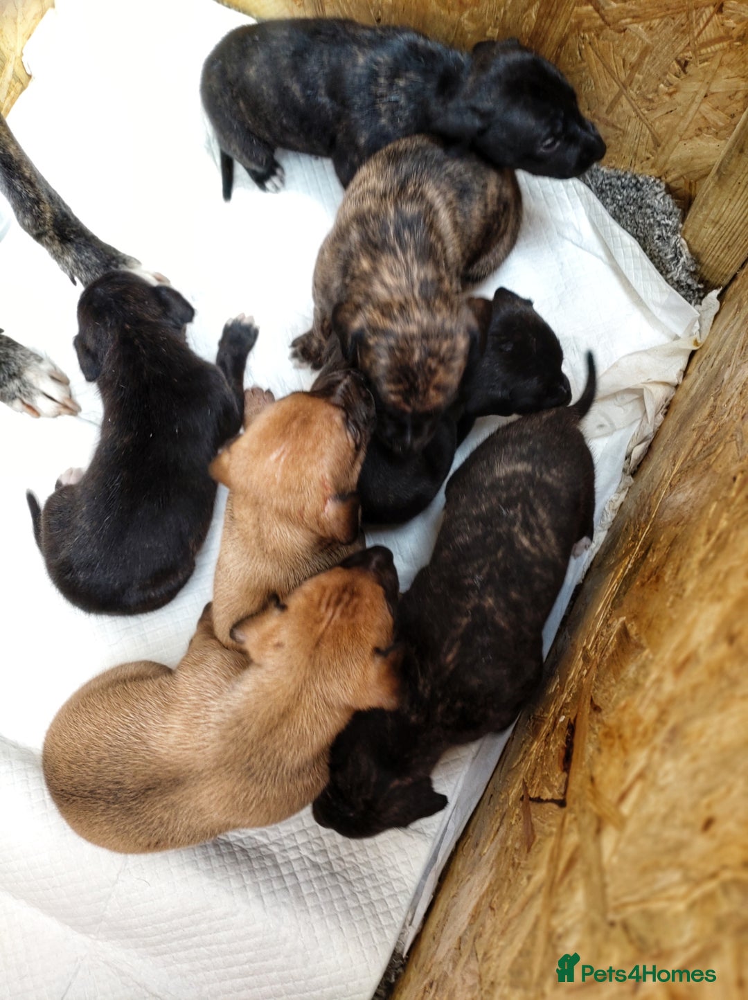 Mixed Breed dogs for sale: Lurcher puppies  - Image 10