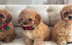 Cavapoochon dogs for sale: Stunning cavapoochon puppies  - Image 4