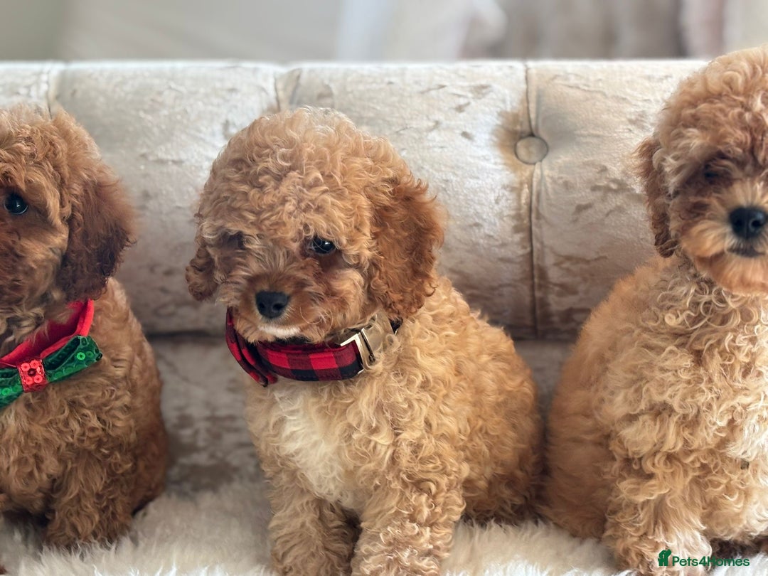 Cavapoochon dogs for sale: Stunning cavapoochon puppies  - Image 4