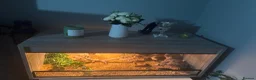 Leopard Gecko reptiles for sale: Terrarium with gecko in Ilford - Advert 2