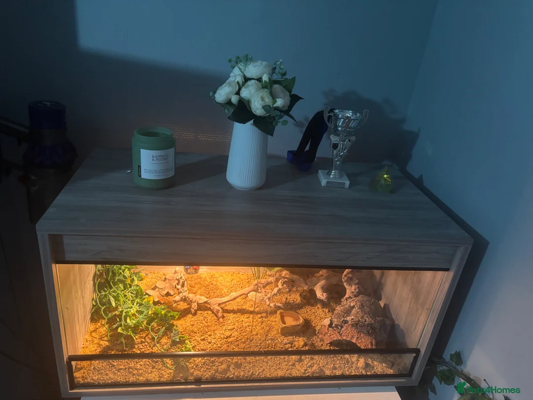 Leopard Gecko reptiles for sale: Terrarium with gecko in Ilford - Advert 2