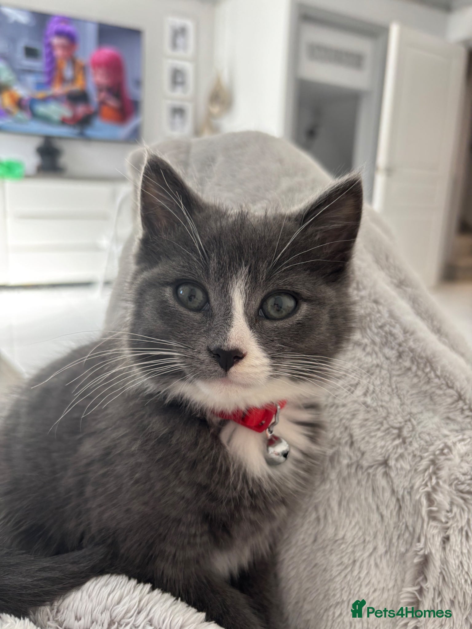 Maine Coon cats for sale: Mainecoon cross male kitten - Advert 1