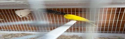 Budgerigars birds for sale: Budgies  - Advert 4