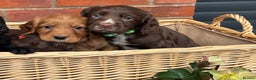 Cocker Spaniel dogs for sale: Quality Cocker Spaniel Puppies - Advert 4