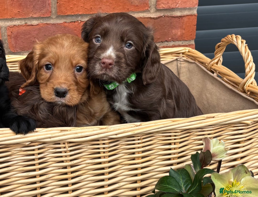 Cocker Spaniel dogs for sale: Quality Cocker Spaniel Puppies - Advert 4