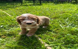 Cockapoo dogs for sale: Beautiful show cockapoo puppies - Image 11
