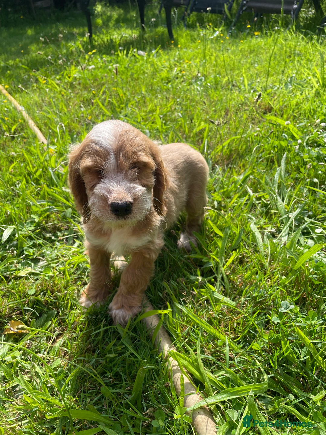 Cockapoo dogs for sale: Beautiful show cockapoo puppies - Image 11