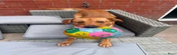 Labrador Retriever dogs for sale: 12 month old male labrador  - Advert 2