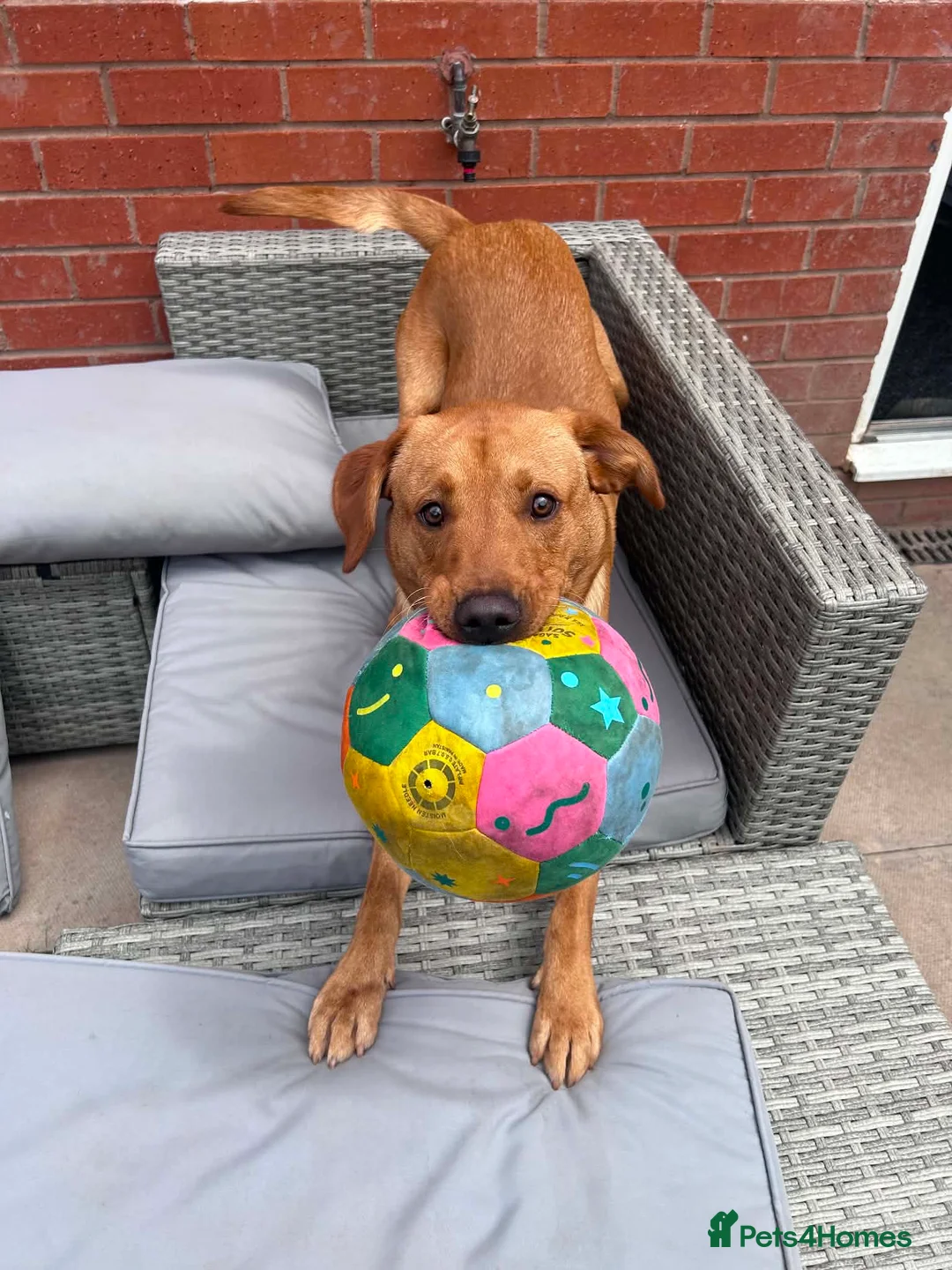 Labrador Retriever dogs for sale: 12 month old male labrador  - Advert 2