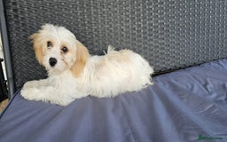 Cavapoo dogs for sale: Cavapoo female puppy  - Image 1