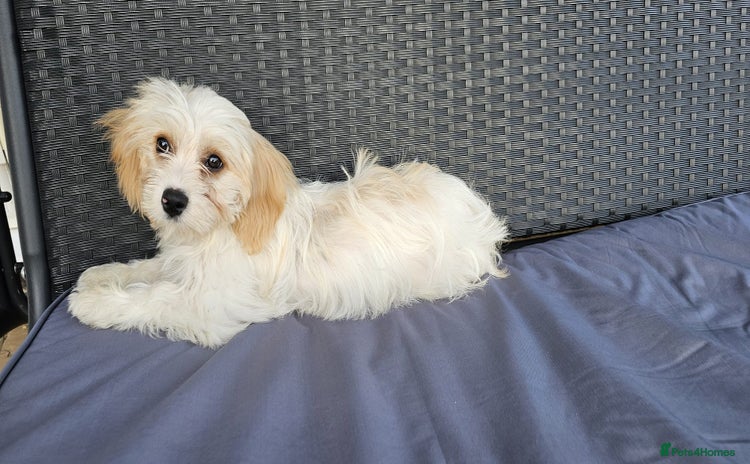 Cavapoo dogs - Advert 1