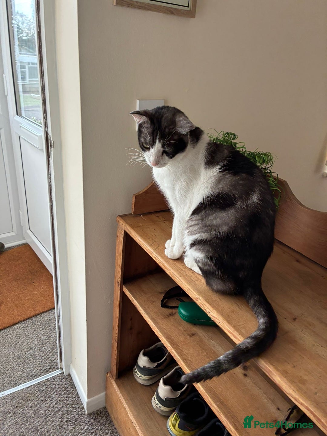 Mixed Breed cats for adoption: 🐾 Cuddly Indoor Family Cat   - Image 4