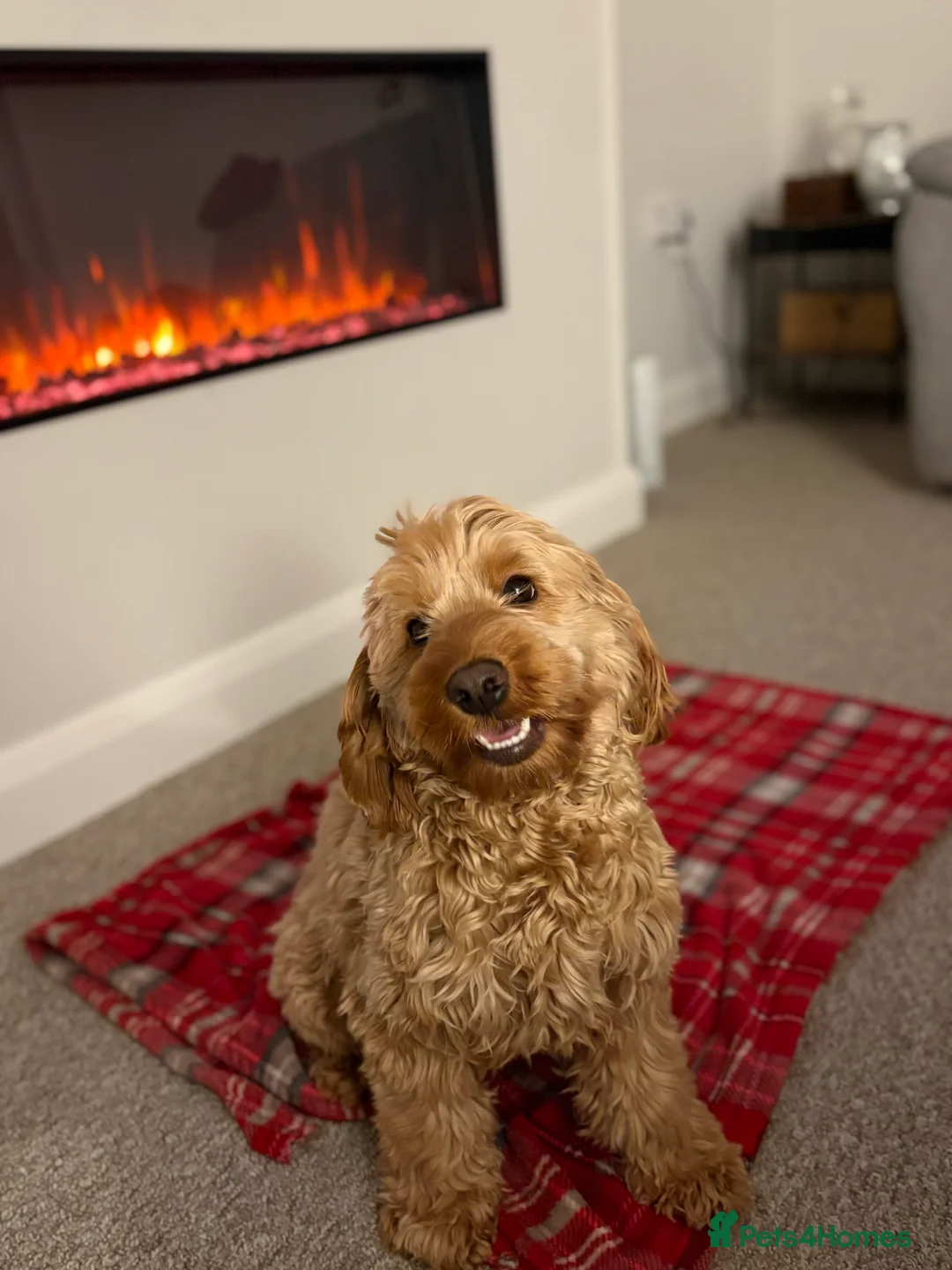 Cockapoo dogs for sale: Beautiful miniature F1B cockapoo  - Advert 5