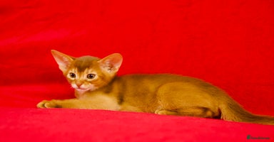 Abyssinian cats - Advert 5
