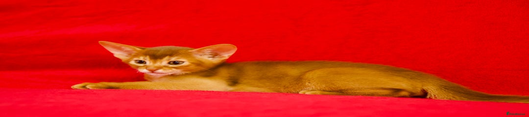 Abyssinian Kitten 1