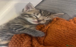 Mixed Breed cats for sale: 5 tabby/bengal kittens  - Image 10