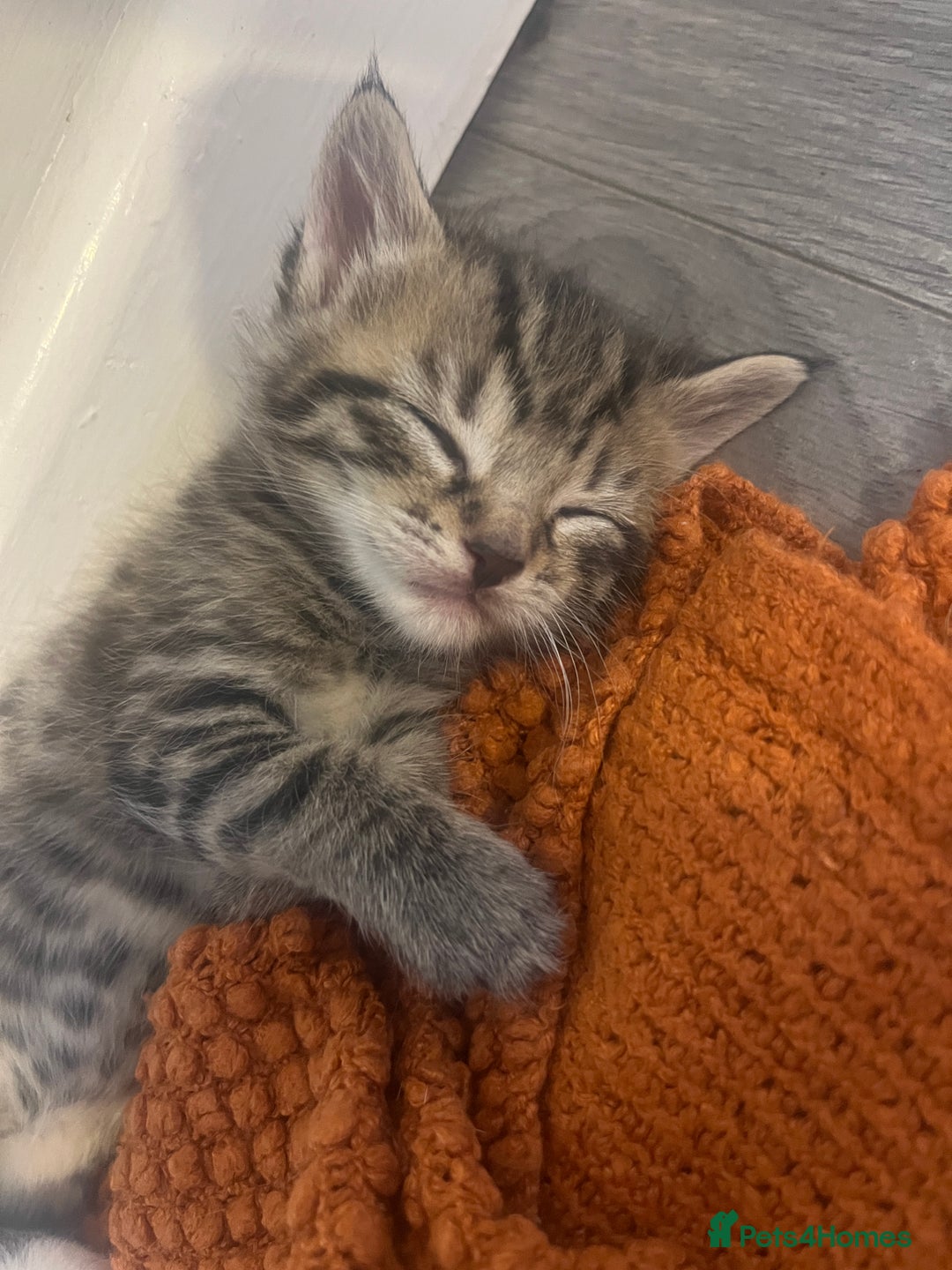 Mixed Breed cats for sale: 5 tabby/bengal kittens  - Image 10