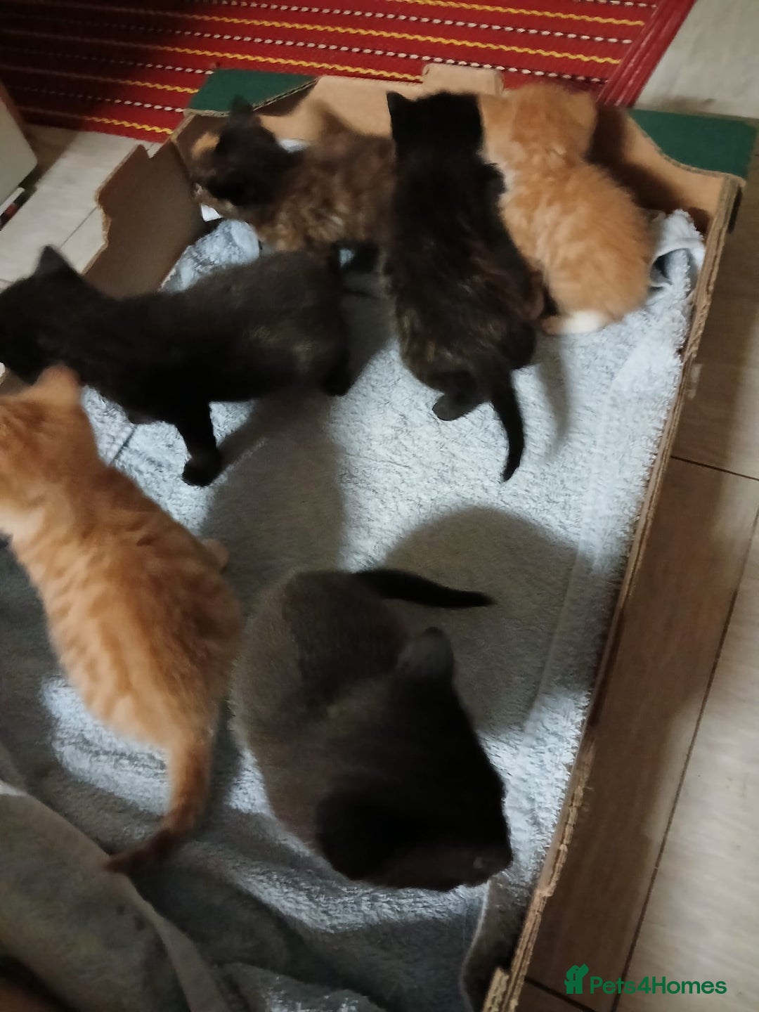 Domestic Shorthair cats for sale: Dolly's perfect litter of 6 - Advert 1