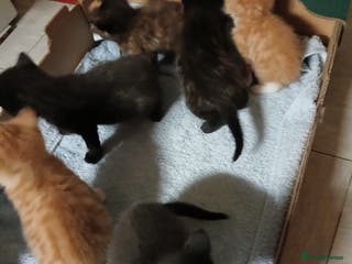 Domestic Shorthair cats Dolly's perfect litter of 6 - Advert 10